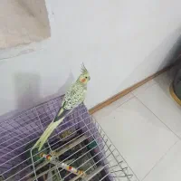 عروس هلندی مرواریدی|پرنده|قرچک, مهدیه|دیوار