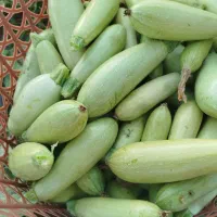 کدو خورشتی