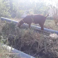 فروش بز|حیوانات مزرعه|آبادان, |دیوار