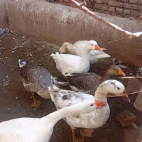 حیوان خانگی