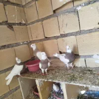 طوقی|پرنده|امیدیه, |دیوار