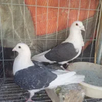 دوکت المانی