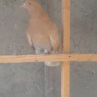 کبوتر پروازی