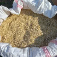 کاه نرمه دسته اول سفید و درجه 1