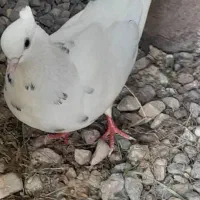 کبوتر