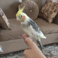 عروس هلندی نر