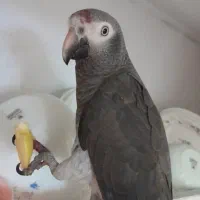 کاسکو دم شکلاتی