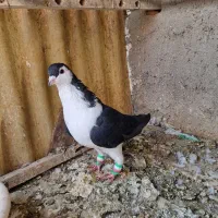 شیرازی وشهرستانی و تهرانی|پرنده|خاوران, |دیوار