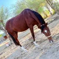 اسب عربی جوان