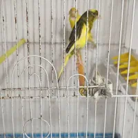 تعدادی قناری