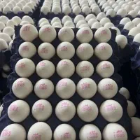 پخش تخم مرغ عمده پاک از درب مرغداری بدون واسطه