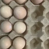 تخم پرنده های زیتی