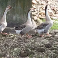 فروش غو قاز آفریقایی