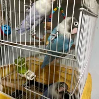 طوطی برزیلی فیشر|پرنده|شهریار, شهریار|دیوار