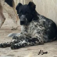 سگ قدرجونی نر و ماده روزگاری|سگ|خمینی‌شهر, |دیوار