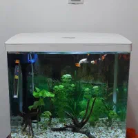 اکواریوم ماهی شرکتی