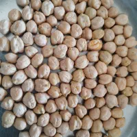 فروش نخود درجه یک بذری یکدست بدون بیجک