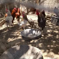 خروس|حیوانات مزرعه|کارزان, |دیوار
