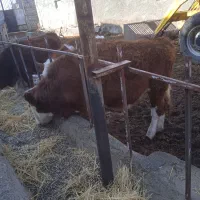 فروش گوساله سمینتال ماده|حیوانات مزرعه|محمدبار, |دیوار