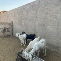 بز و بزغاله|حیوانات مزرعه|کاشان, طاهرآباد|دیوار