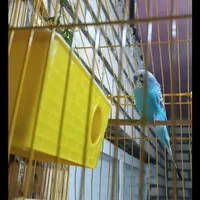 مرغ عشق خوش رنگ خوش صدا