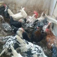 تخم مرغ نطفه دار گلین|حیوانات مزرعه|قم, بیانی|دیوار