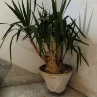 گل یوکا بُنسای سلطنتی