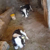 فروش گاوهلندی
