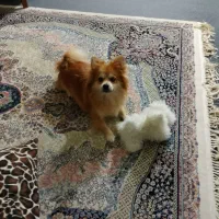 سگ پامر ماده|سگ|پاکدشت, پاکدشت (مامازند)|دیوار