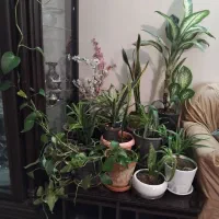 فروش گیاهان خانگی