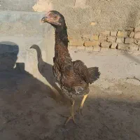 مرغ اوشامو|حیوانات مزرعه|قرچک, فردیس|دیوار