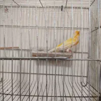 قناری|پرنده|خمینی‌شهر, |دیوار