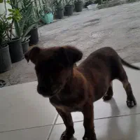 واگذاری توله اشتپیز