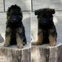 سگ ژرمن شپرد شولاین کینگ 209