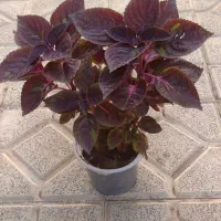 گل جوان