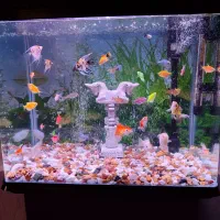 آکواریوم بدون ماهی