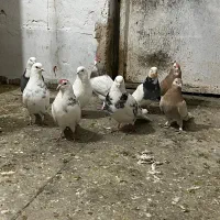 کفتر یا کبوتر