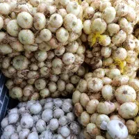 ویزیتور درصدی