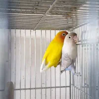 یک جفت کوتوله فیشر طلایی و سفید مولد|پرنده|مبارکه, |دیوار