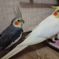 فروش پرنده عروس هلندی (نروماده)|پرنده|تبریز, |دیوار