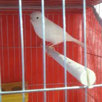 فروش انواع قناریهای مست مست درتنوع رنگ بالا|پرنده|بندر ماهشهر, |دیوار