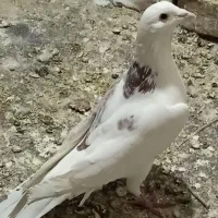 کفتر|پرنده|مشهد, امیرآباد|دیوار