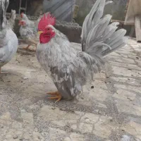 خروس جاپنیز بلو کف خواب|حیوانات مزرعه|رشت, دخانیات|دیوار