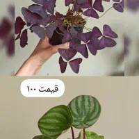 گیاه های کمیاب و گلدان‌های هنری دست‌ساز|گل و گیاه طبیعی|کرج, برغان|دیوار