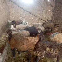 میش گله گرد