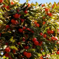 هرس و تمامی خدمات باغداری|خدمات باغبانی و درختکاری|داراب, |دیوار