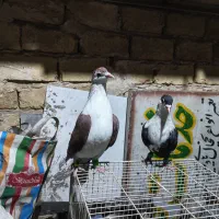 کرباتی دم سفید