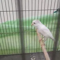 سلام معاوضه با قناری ابلغ