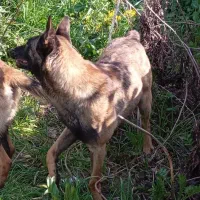 فروش و معاوضه بلژین مالینویز نروماده جوان اصیل