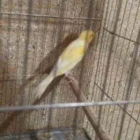 ساعت ق ناری